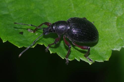 Réf. 247 718 : Otiorhynchus sp.
